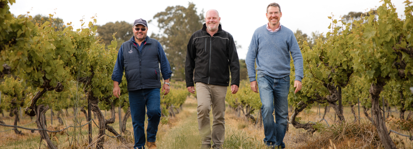 Three men walking in the vineyard of Sevenhill Cellars